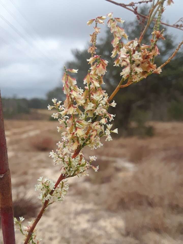 Image de Polygonella gracilis (Nutt.) Meisn.