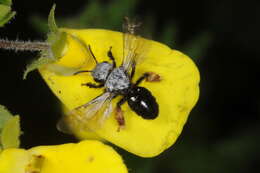 Image de Chalepogenus rufipes Roig-Alsina 1999