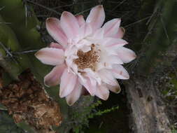 Image of Toothpick Cactus