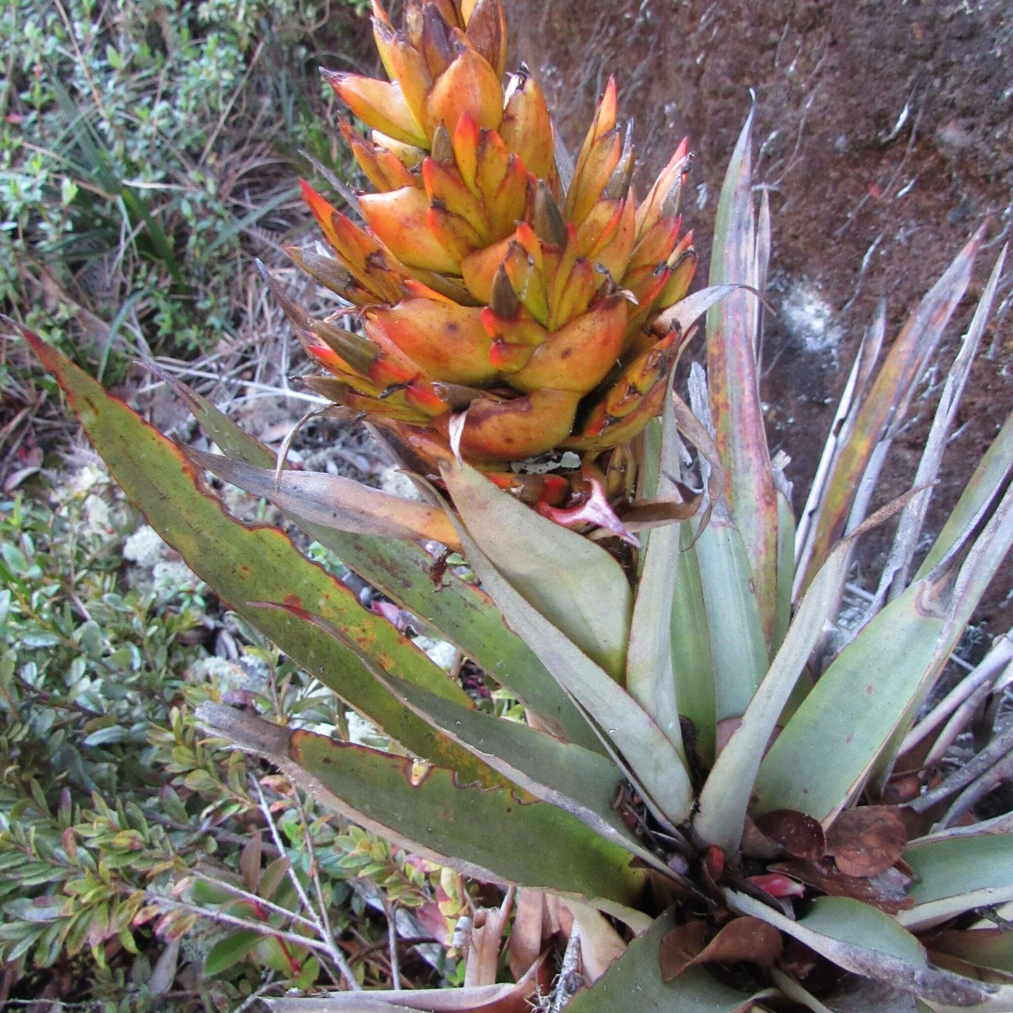 Tillandsia turneri Baker resmi