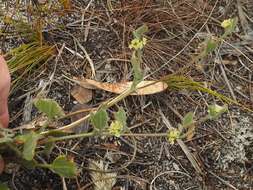 Image of Centella difformis (Eckl. & Zeyh.) Adamson