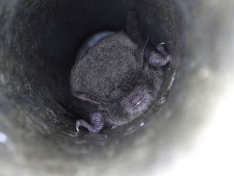 Image of Big-footed Myotis