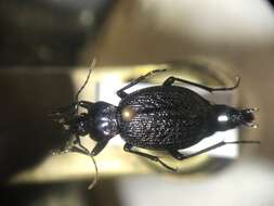 صورة Sphaeroderus nitidicollis Guérin-Méneville 1829