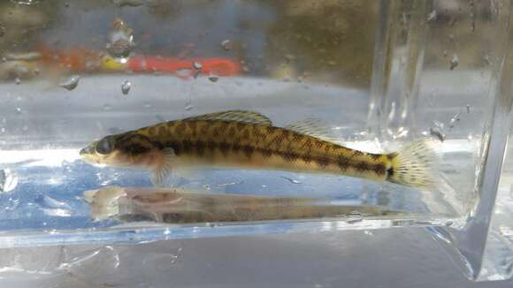 Image of Slenderhead darter