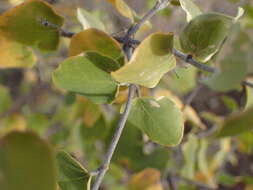 Image of Triaspis glaucophylla Engl.