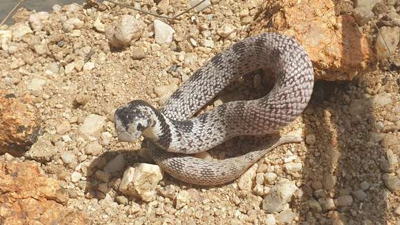 صورة Aspidelaps scutatus (A. Smith 1849)