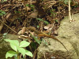 Слика од Anolis oculatus (Cope 1879)