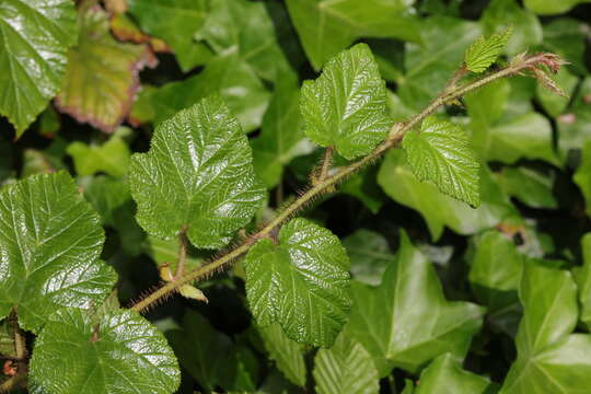 Image of Creeping Bramble