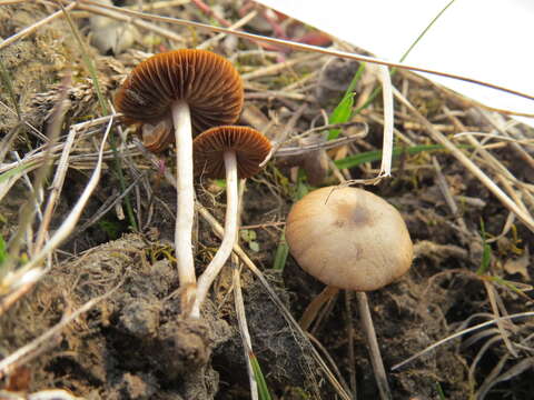 Слика од Psathyrella panaeoloides (Maire) Arnolds 1982