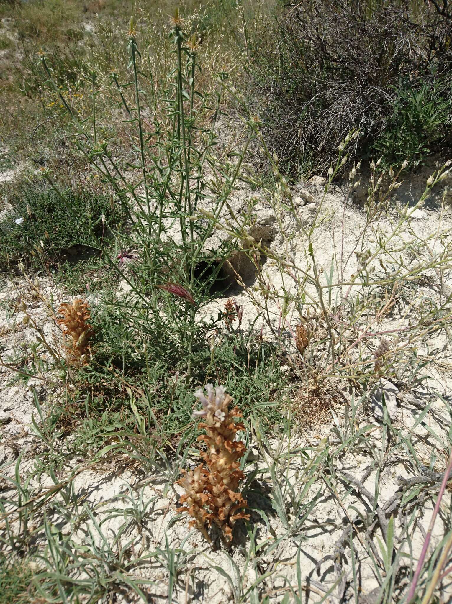 Слика од Phelipanche portoilicitana (A. Pujadas & M. B. Crespo) L. Carlon, G. Gomez Casares, M. Lainz, G. Moreno, O. Sanchez Pedraja & G