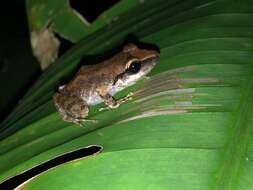 Image of Paulo's Robber Frog