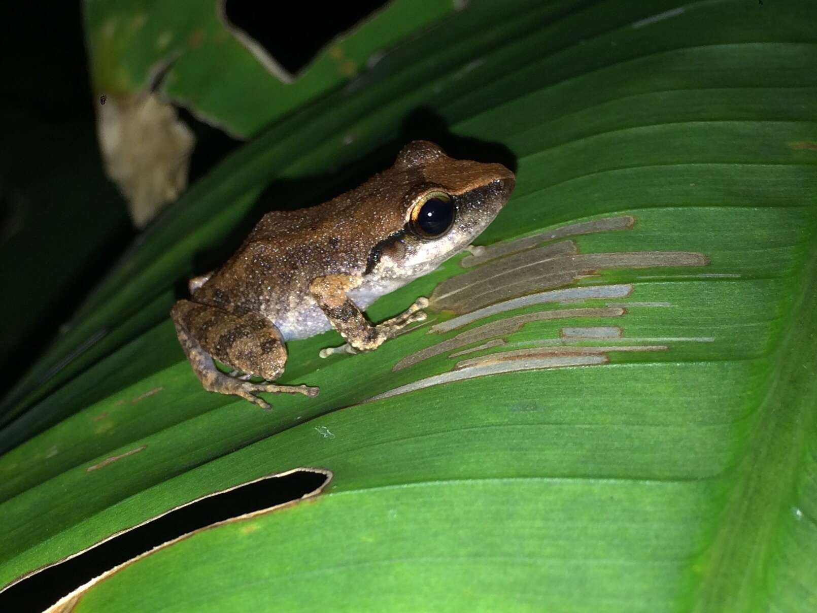 Image of Paulo's Robber Frog