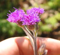 Image of Hilliardiella sutherlandii (Harv.) H. Rob.