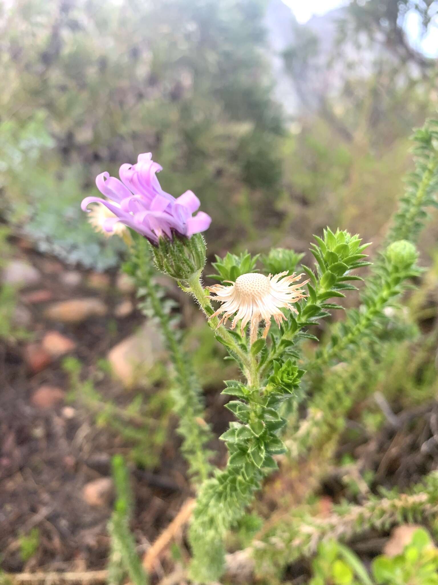 Image of Polyarrhena reflexa (L.) Cass.