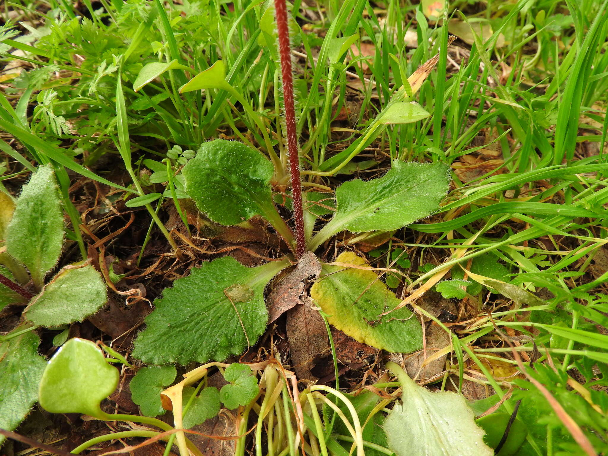 Image of California Pseudosaxifrage