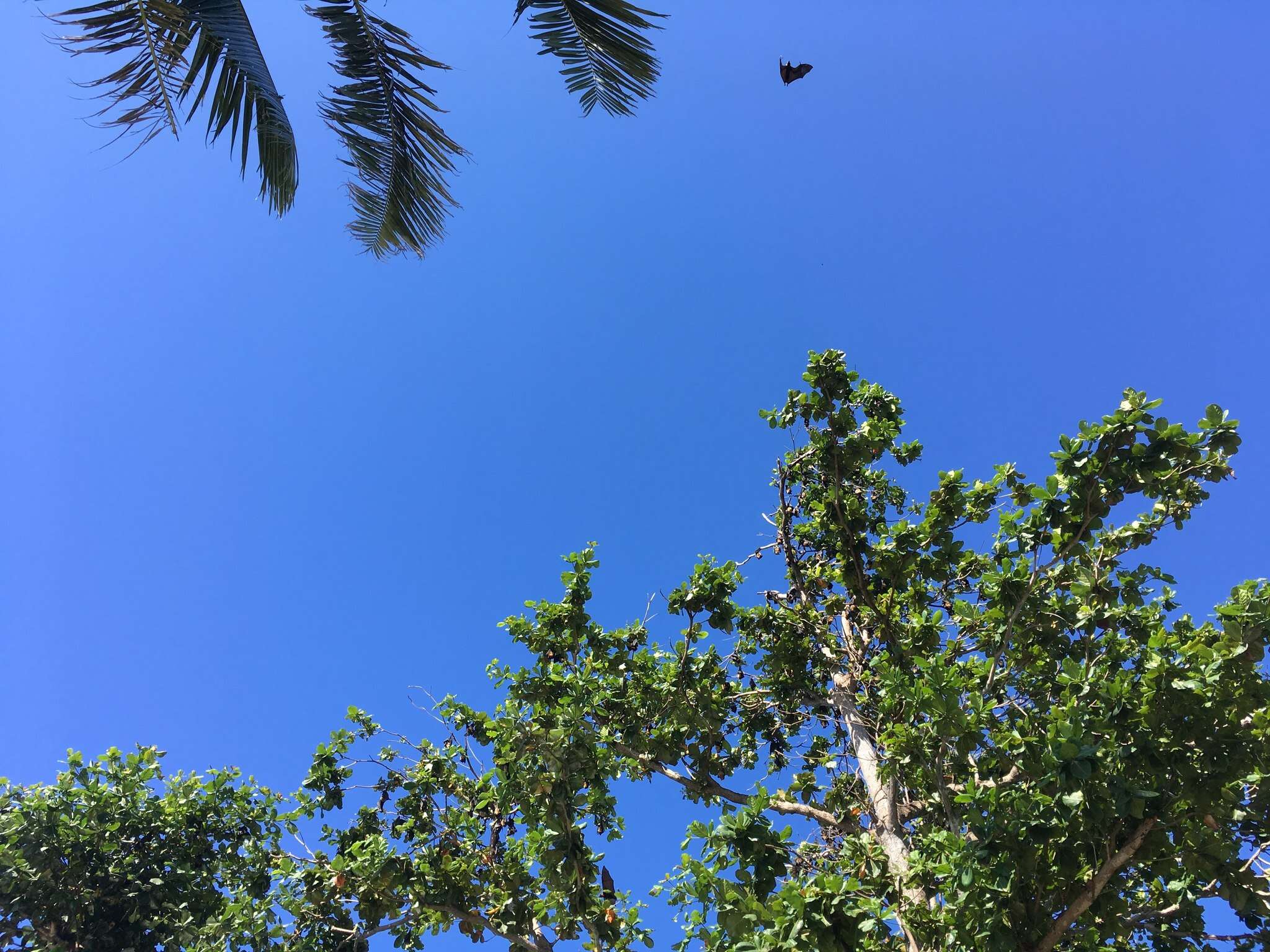 Image of Insular Flying Fox