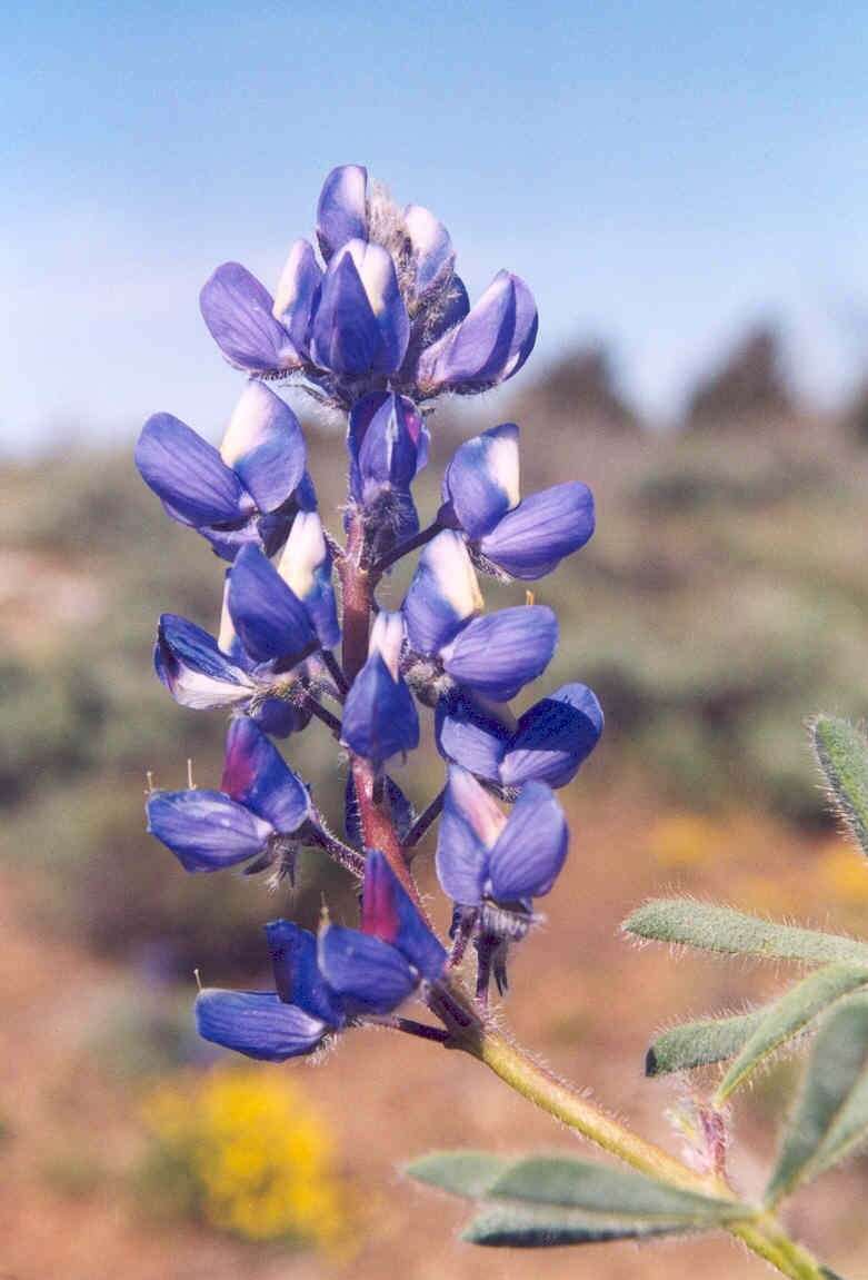 Слика од Lupinus saxosus Howell