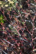 Слика од Euphorbia cumbrae Boiss.