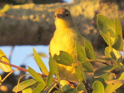 Image of Chlorocichla flaviventris flaviventris (Smith & A 1834)