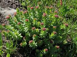 Image of Rhodiola heterodonta (Hook. fil. & Thoms.) A. Boriss.