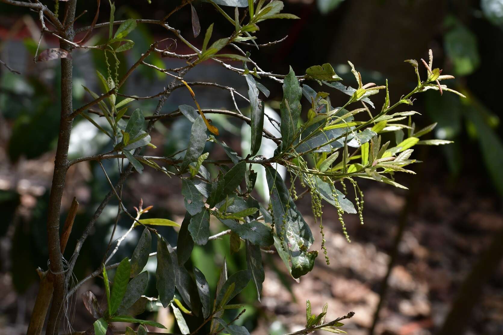 Слика од Quercus sebifera Trel.