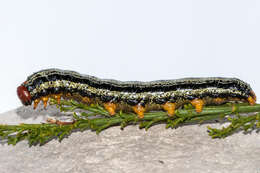 Image of Psoralea aculeata L.