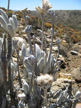 Image of Caputia tomentosa (Haw.) B. Nord. & Pelser