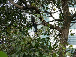 Image of Black-bellied Malkoha