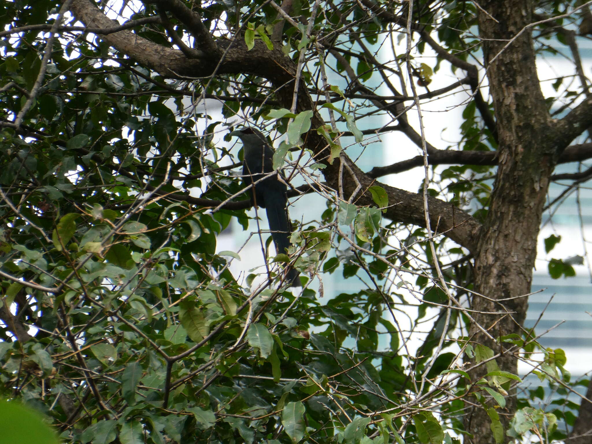 Image of Black-bellied Malkoha