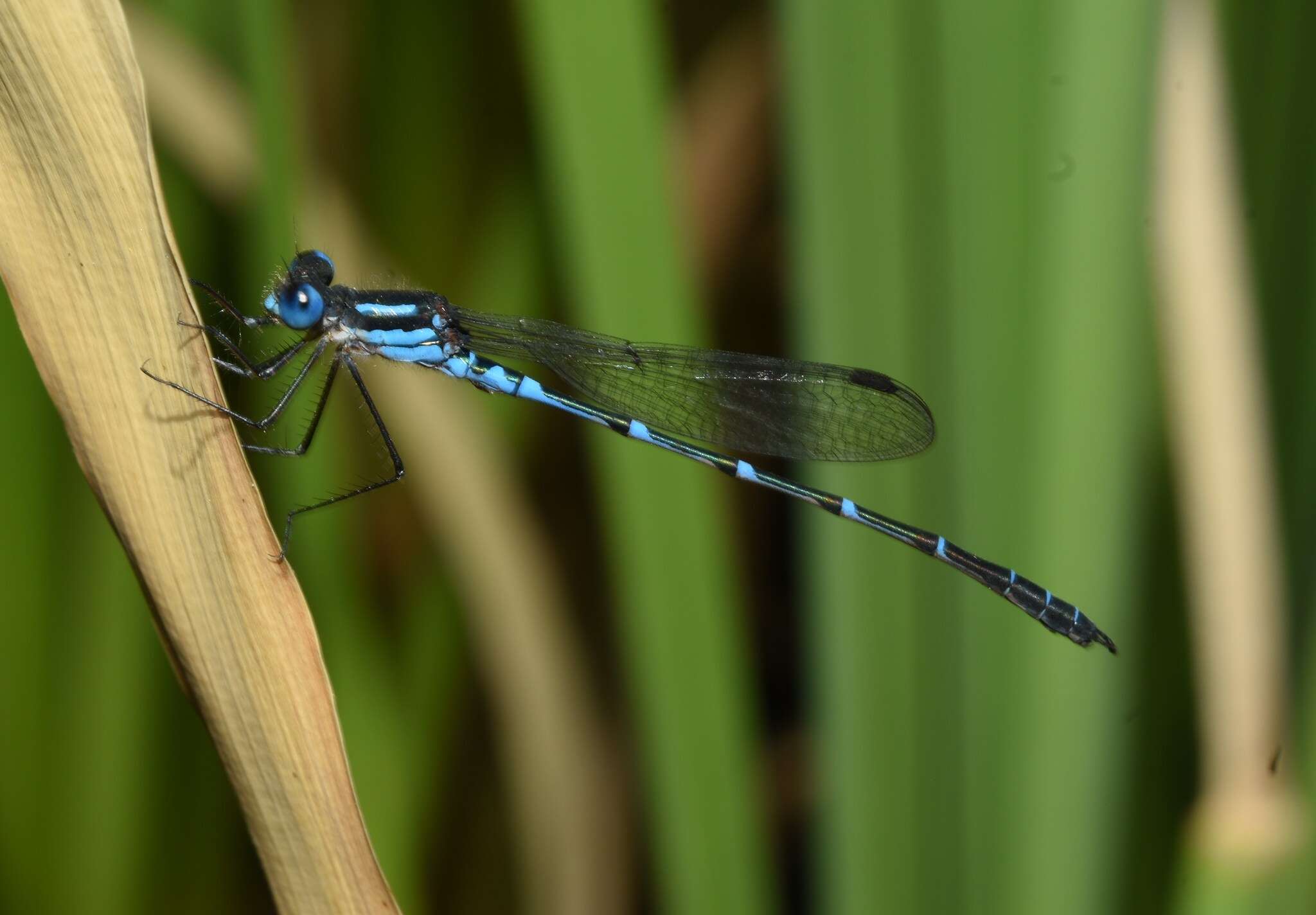 Plancia ëd Austrolestes aleison Watson & Moulds 1979