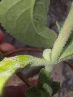 Image of Buddleja crotonoides A. Gray