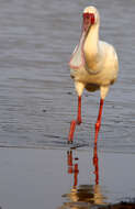 Image of African Spoonbill