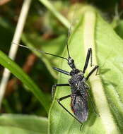 Plancia ëd Rhynocoris tristis (Stål 1855)