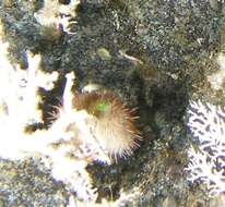 Image of White sea urchin