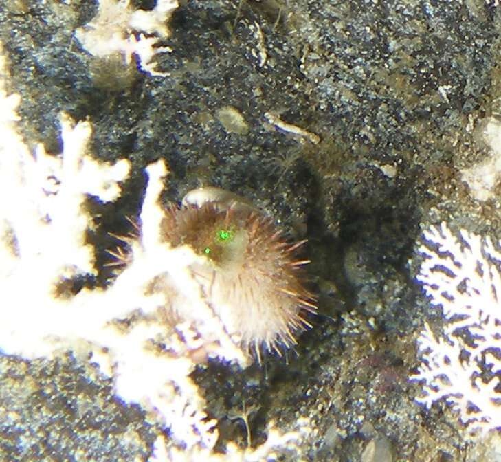 Image of White sea urchin