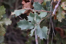 صورة Quercus pungens Liebm.