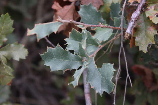 Image of Pungent Oak