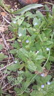 Image of Melanortocarya obtusifolia (Willd.) Selvi, Bigazzi, Hilger & Papini