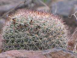 Mammillaria rhodantha subsp. fera-rubra (F. Schmoll ex R. T. Craig) D. R. Hunt的圖片