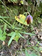 Calochortus purpureus (Kunth) Baker resmi