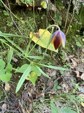 Image of Calochortus purpureus (Kunth) Baker