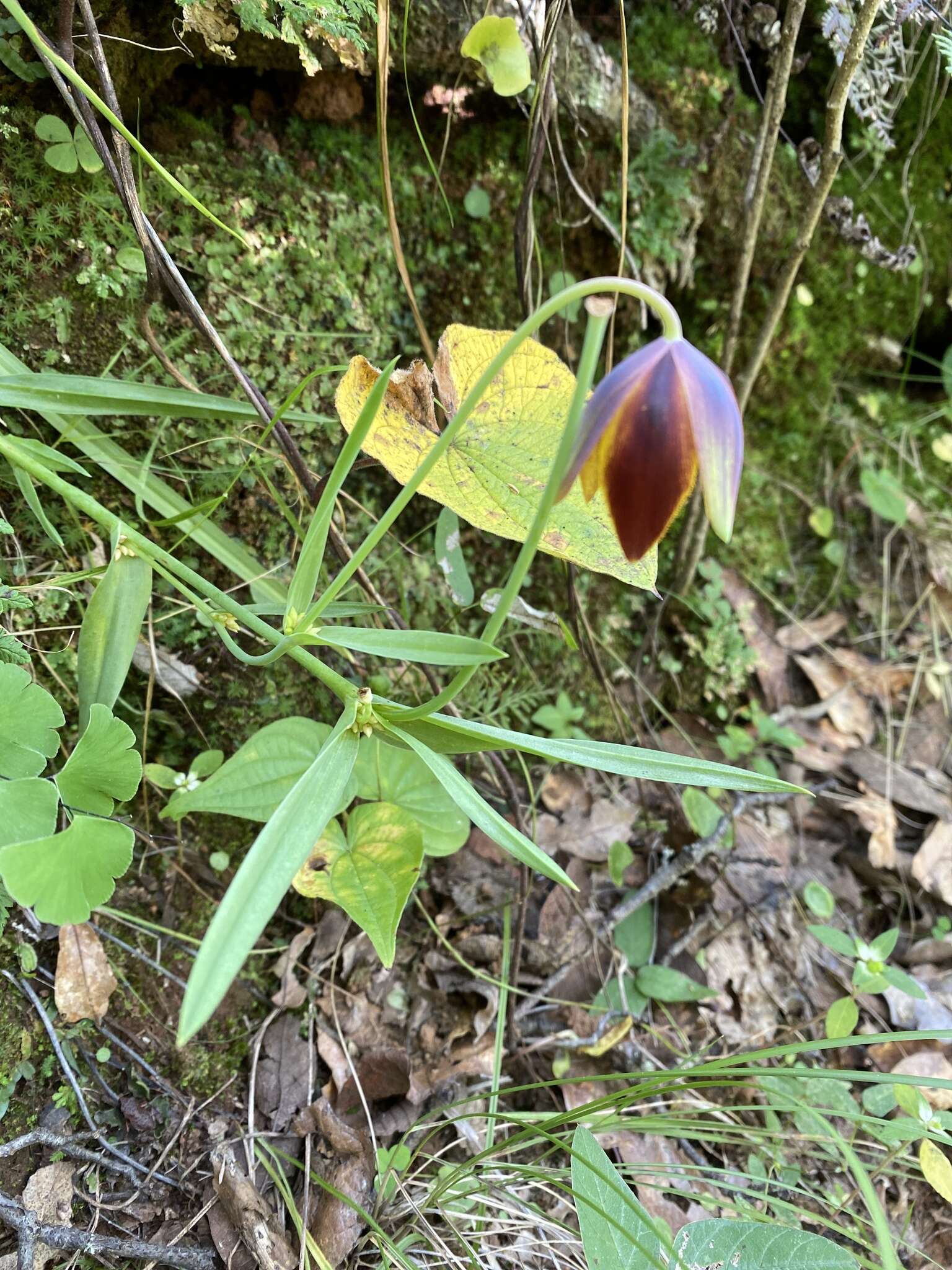 Calochortus purpureus (Kunth) Baker resmi