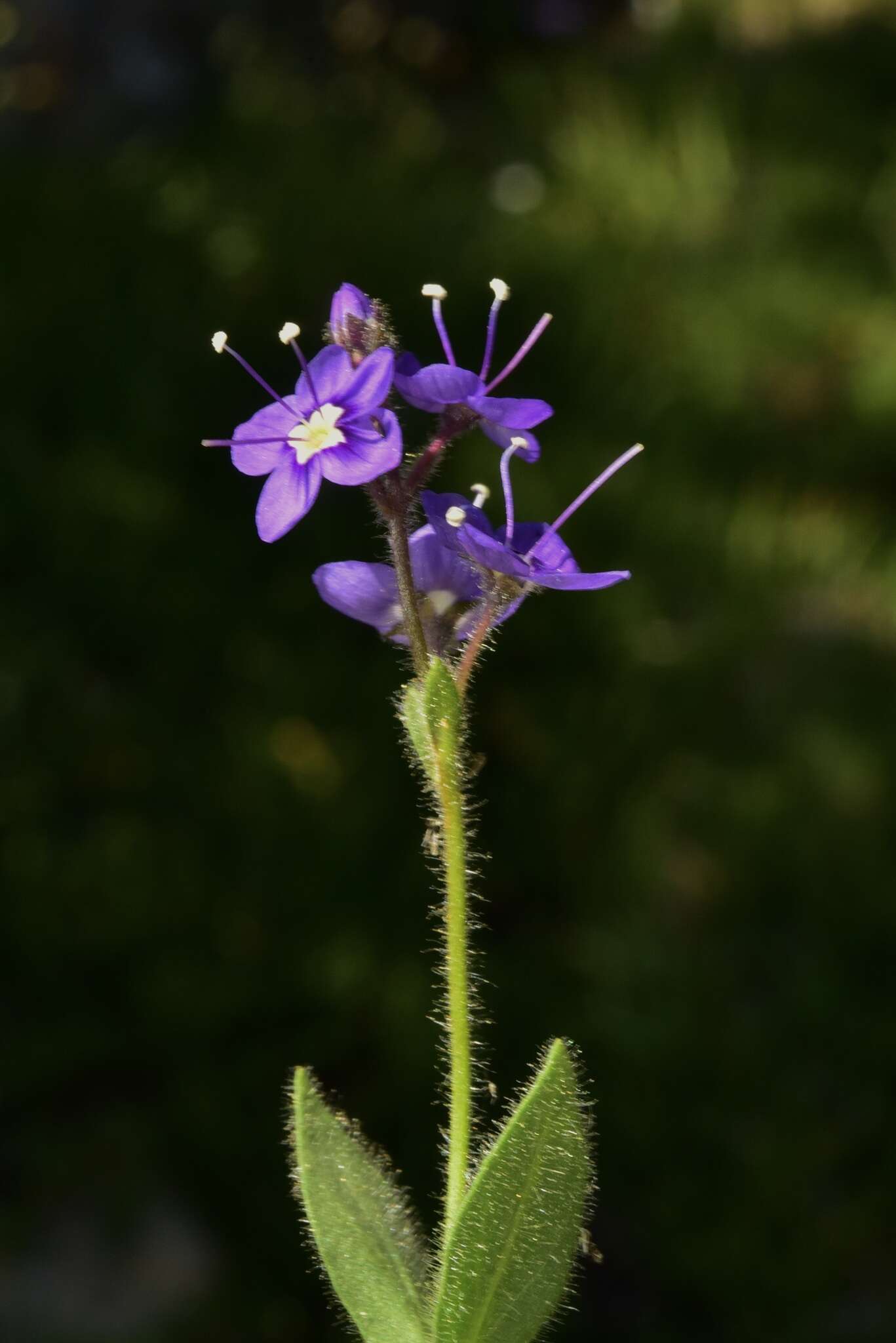 Image of Copeland's speedwell