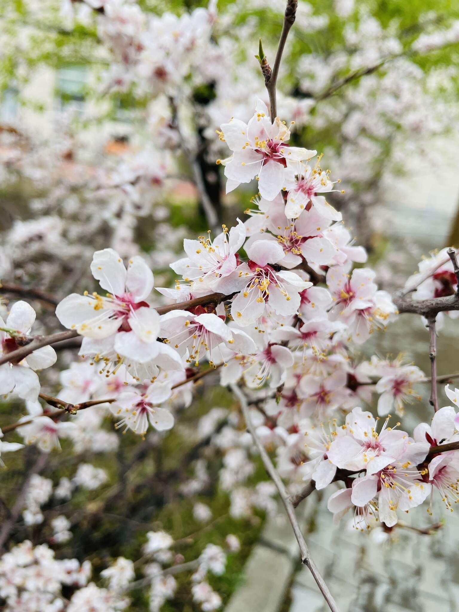 Imagem de Prunus sibirica L.