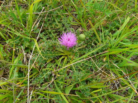 Image of dwarf thistle