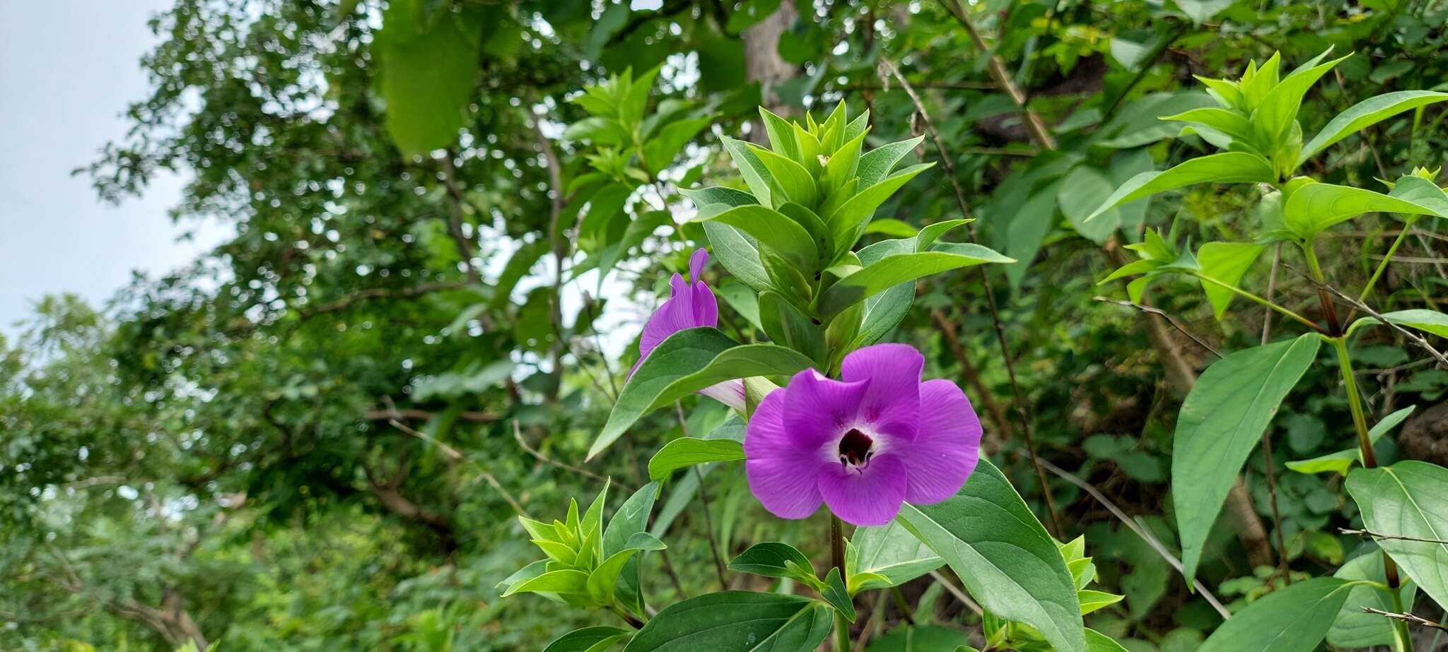 Image of Barleria gibsonii Dalz.