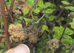 Image of Coprosma tenuicaulis Hook. fil.