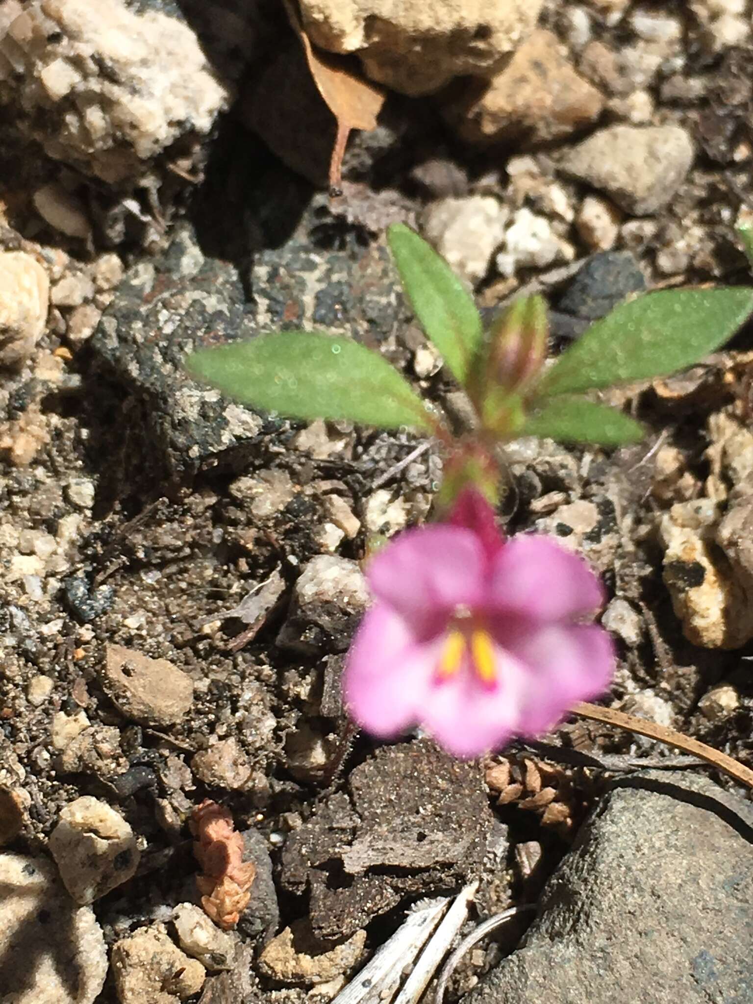 Image of Torrey's monkeyflower