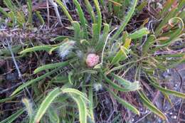 Image de Protea denticulata Rourke