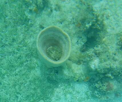 Image of bell sponge